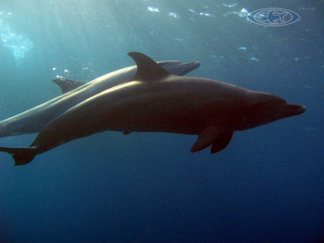 Delphine Free Diving - Schwimmen Tauchen Tirol