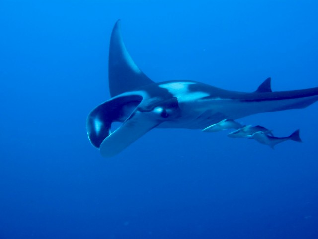 Manta - Schwimmen Tauchen Tirol