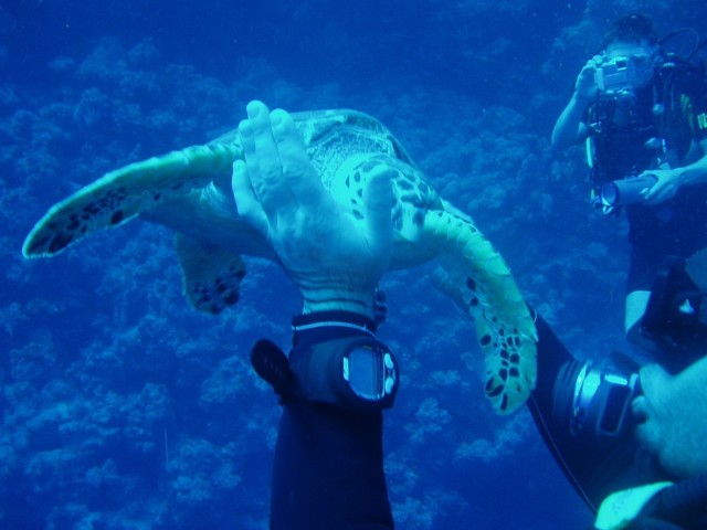 Schildkröte kommt - Schwimmen Tauchen Tirol