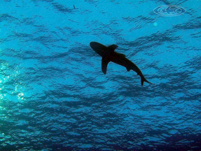 Shark - Haie - Schwimmen Tauchen Tirol